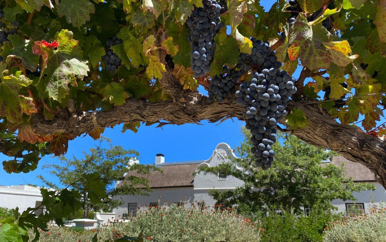 The Vineyard Cottage By L' Amitie Estate Franschhoek Zewnętrze zdjęcie